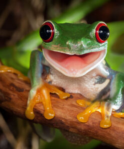 Ζωάκια Διακοσμητικά από Τσιμέντο